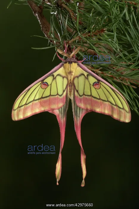 : Spanish Moon Moth - Hybridization Grasiella isabellae : Spanish Moon Moth - Hybridization Grasiella isabellae