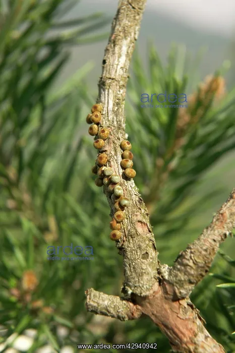 : Spanish Moon Moth - laying eggs onto a twig of a pine : Spanish Moon Moth - laying eggs onto a twig of a pine