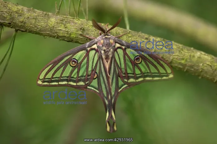 : Spanish Moon Moth - Male : Spanish Moon Moth - Male