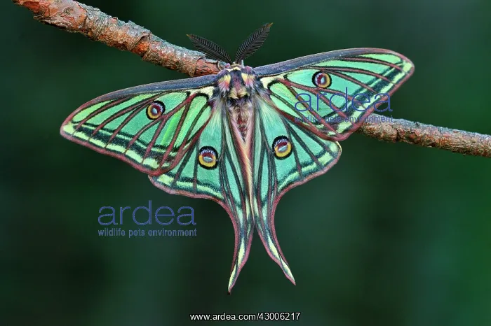 : Spanish Moon Moth male : Spanish Moon Moth male