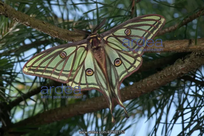 : Spanish Moon Moth - Male on a pine : Spanish Moon Moth - Male on a pine