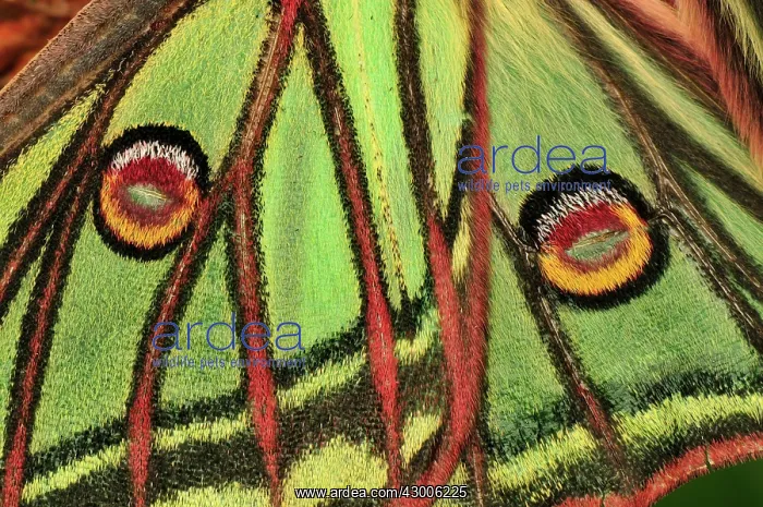 : Spanish Moon Moth wing detail : Spanish Moon Moth wing detail