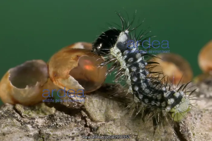 : Spanish Moon MOTH - young caterpillar eating its egg : Spanish Moon MOTH - young caterpillar eating its egg