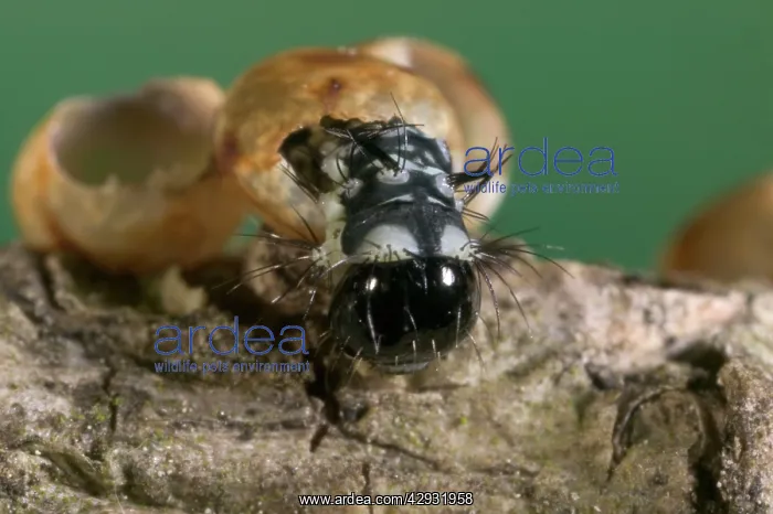 : Spanish Moon Moth - Young caterpillar emerging from egg : Spanish Moon Moth - Young caterpillar emerging from egg