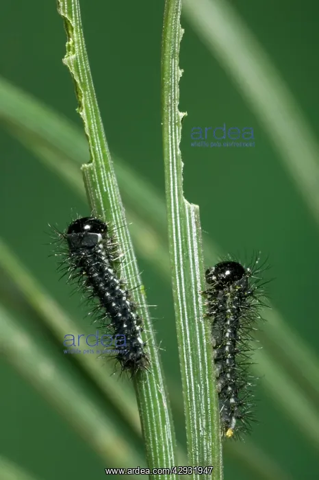 : Spanish Moon MOTH - young caterpillars : Spanish Moon MOTH - young caterpillars