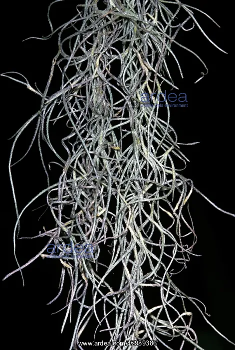  : SPANISH MOSS