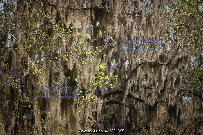 : Spanish moss : Spanish moss