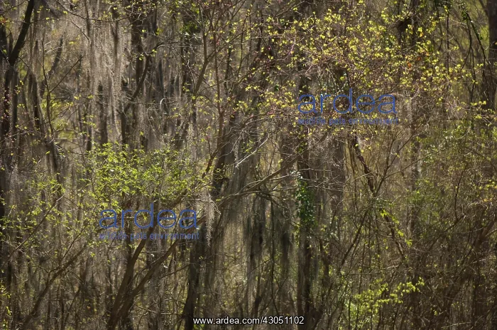 : Spanish moss : Spanish moss
