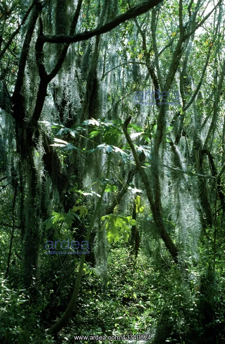  : Spanish MOSS