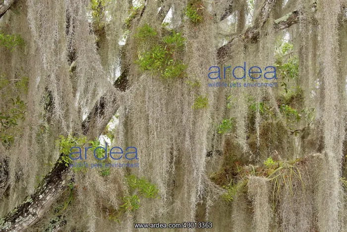 : Spanish Moss / Air Plant epiphytic on Wild Tamarind : Spanish Moss / Air Plant epiphytic on Wild Tamarind