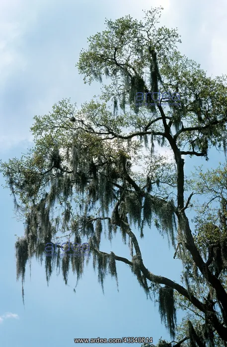 : Spanish MOSS - on tree : Spanish MOSS - on tree