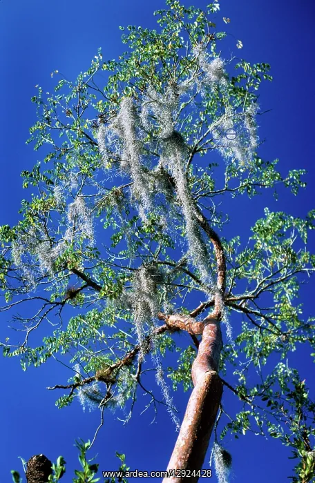 : Spanish Moss - on trees : Spanish Moss - on trees
