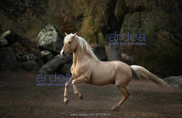 : Spanish Palomino Stallion, Andalusia, Spain, Europe : Spanish Palomino Stallion, Andalusia, Spain, Europe