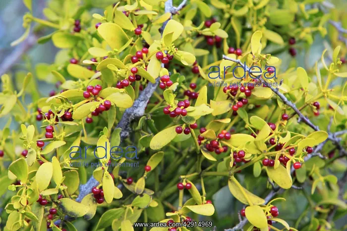 : Spanish or Red Berried Mistletoe - ripe berries : Spanish or Red Berried Mistletoe - ripe berries