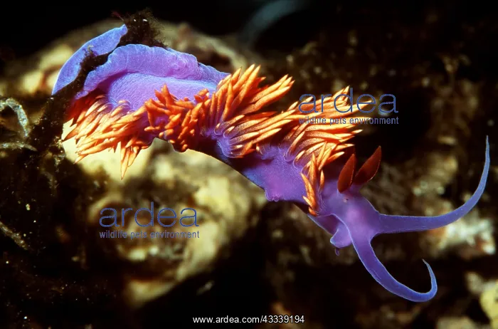 : Spanish Shawl Nudibranch / Sea Slug : Spanish Shawl Nudibranch / Sea Slug