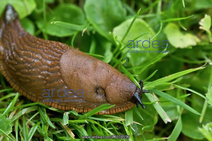 : Spanish slug (Arion lusitanicus). Denmark in August : Spanish slug (Arion lusitanicus). Denmark in August
