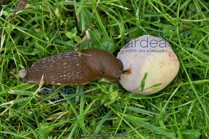 : Spanish slug (Arion lusitanicus). Denmark in August : Spanish slug (Arion lusitanicus). Denmark in August