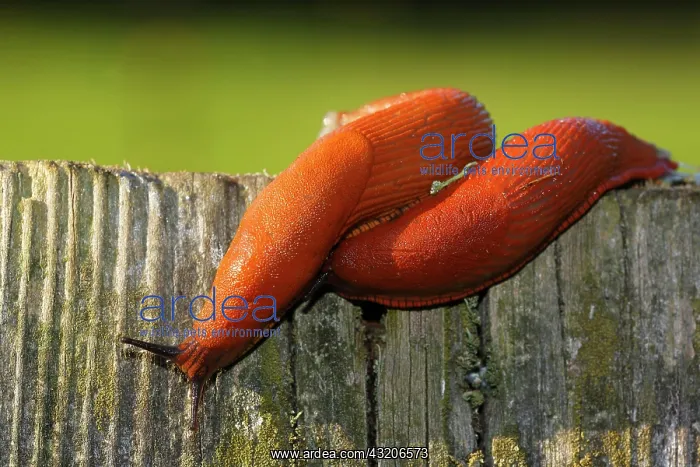 : Spanish slugs (Arion lusitanicus), Schleswig-Holstein : Spanish slugs (Arion lusitanicus), Schleswig-Holstein