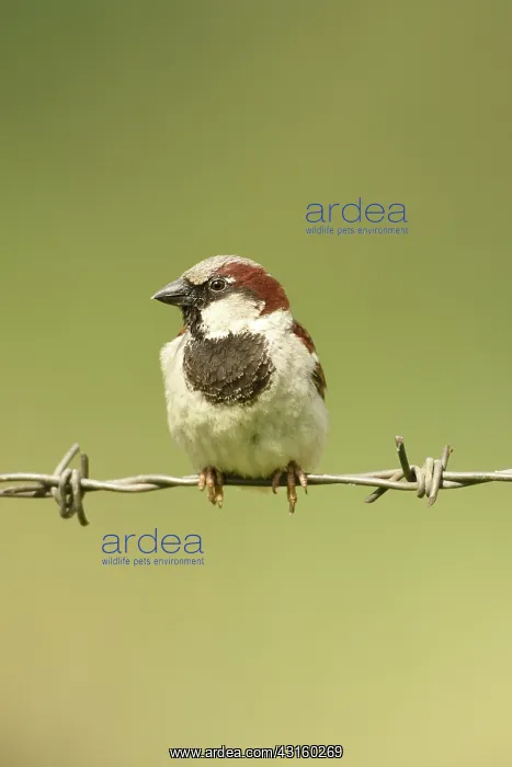 : Spanish Sparrow : Spanish Sparrow