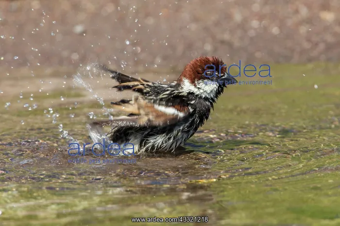 : Spanish Sparrow : Spanish Sparrow