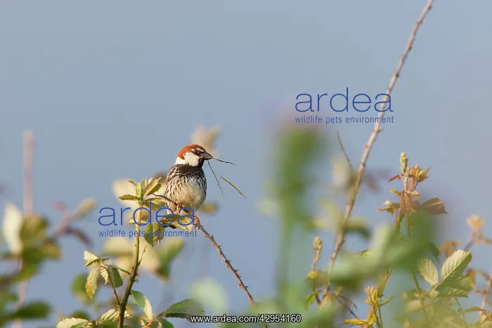 : Spanish Sparrow - adult male perching on undergrowth : Spanish Sparrow - adult male perching on undergrowth