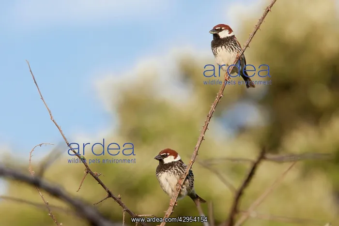 : Spanish Sparrow - two adult males perching on undergrowth : Spanish Sparrow - two adult males perching on undergrowth