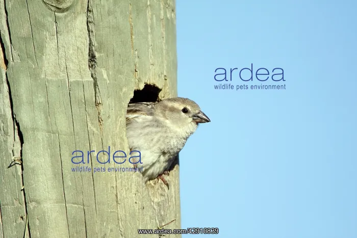 : Spanish Sparrow - female emerging from nest in : Spanish Sparrow - female emerging from nest in