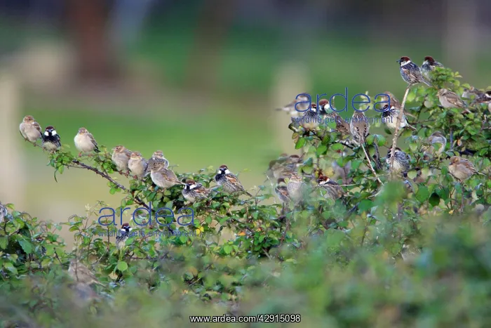 : Spanish Sparrow - flock, at bramble hedge roosting place : Spanish Sparrow - flock, at bramble hedge roosting place