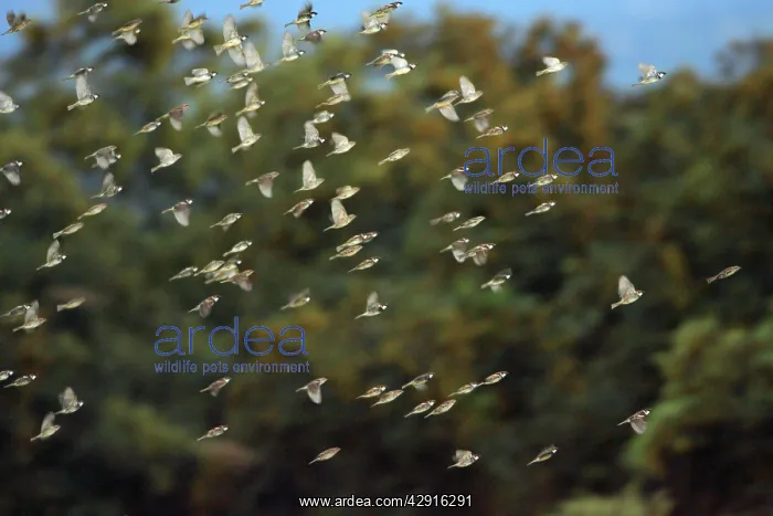 : Spanish Sparrow - flock in flight : Spanish Sparrow - flock in flight