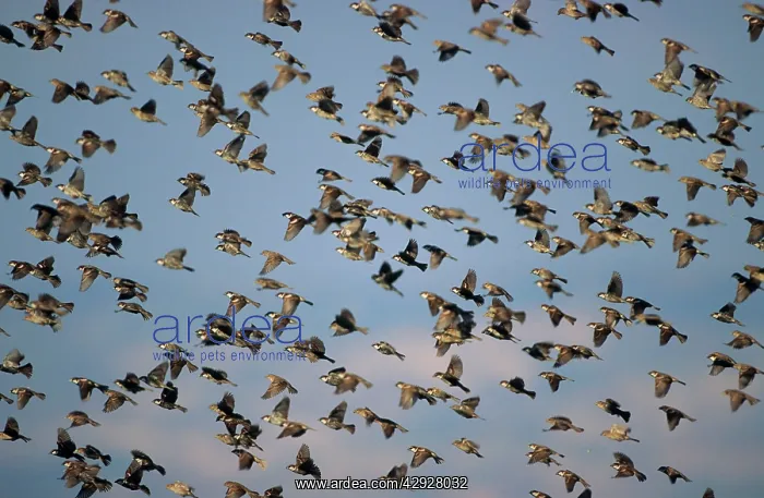 : Spanish SPARROW - Flock flying : Spanish SPARROW - Flock flying