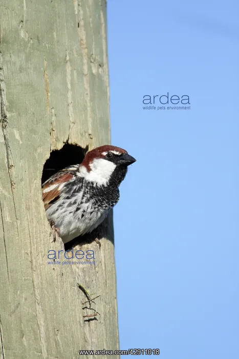  : Spanish Sparrow - male emerging from nest in telegraph pole