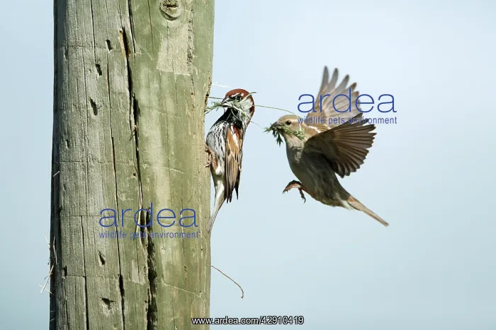 : Spanish Sparrow - pair with nest material at nest : Spanish Sparrow - pair with nest material at nest