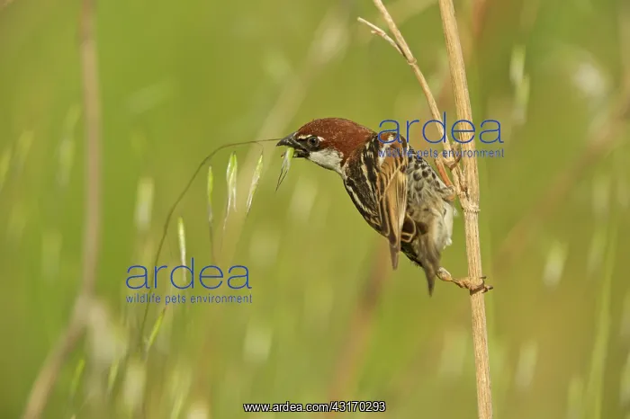 : Spanish Sparrow (Passer hispaniolensis) foraging on Wild Oat : Spanish Sparrow (Passer hispaniolensis) foraging on Wild Oat
