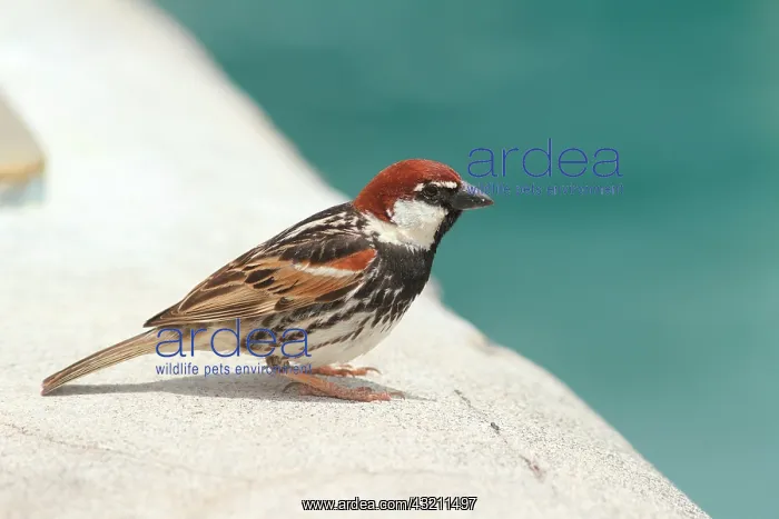 : Spanish sparrow (Passer hispaniolensis) male on : Spanish sparrow (Passer hispaniolensis) male on
