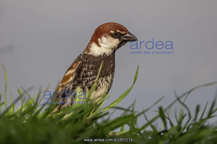: Spanish sparrow (Passer hispaniolensis), portrait : Spanish sparrow (Passer hispaniolensis), portrait