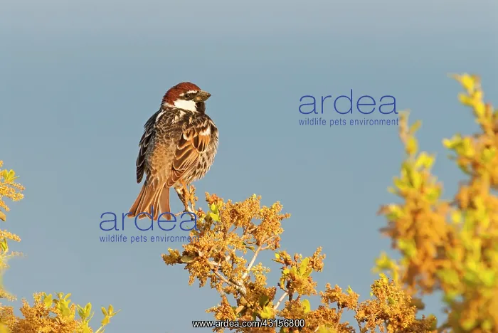 : Spanish Sparrow (Passer hispaniolensis) resting : Spanish Sparrow (Passer hispaniolensis) resting