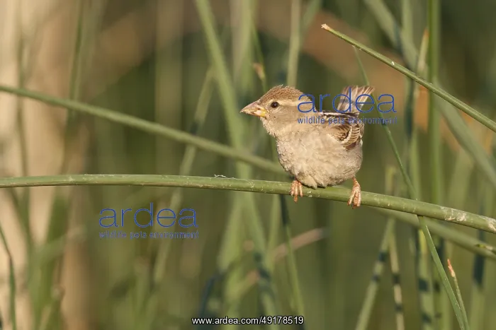 : Spanish Sparrow - Weidensperling - Passer hispaniolensis ssp : Spanish Sparrow - Weidensperling - Passer hispaniolensis ssp