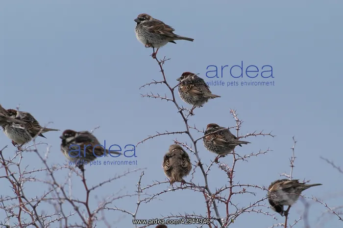 : Spanish Sparrows : Spanish Sparrows