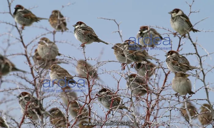 : Spanish Sparrows - flock in bush : Spanish Sparrows - flock in bush