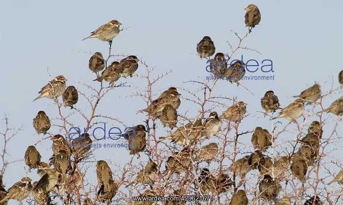 : Spanish Sparrows - flock in bush : Spanish Sparrows - flock in bush