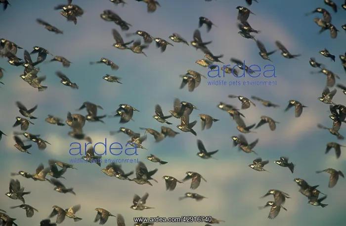 : Spanish SPARROWS - flock in flight : Spanish SPARROWS - flock in flight