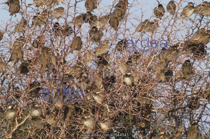 : Spanish Sparrows - Flock in tree : Spanish Sparrows - Flock in tree