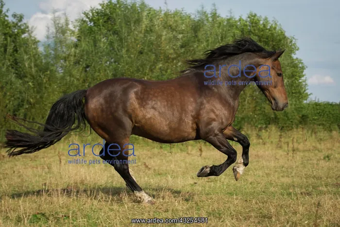 : Spanish stallion galloping, Tyrol, Austria, Europe : Spanish stallion galloping, Tyrol, Austria, Europe