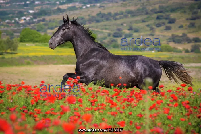 : Spanish stallion in a poppy field, Tyrol, Austria : Spanish stallion in a poppy field, Tyrol, Austria