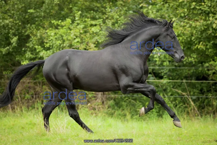: Spanish stallion, Pura Raza Espanola or PRE, black : Spanish stallion, Pura Raza Espanola or PRE, black