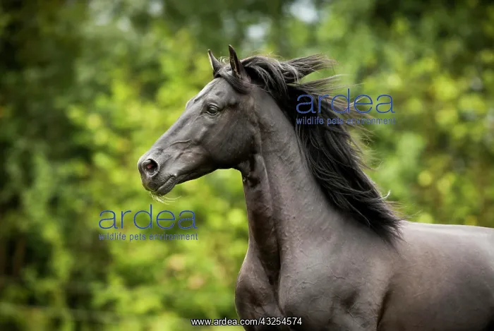 : Spanish stallion, Pura Raza Espanola or PRE, black : Spanish stallion, Pura Raza Espanola or PRE, black
