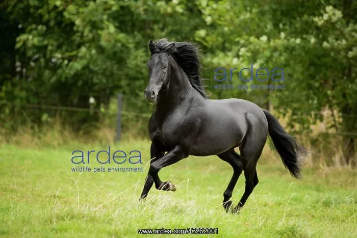 : Spanish stallion, Pura Raza Espanola or PRE, black : Spanish stallion, Pura Raza Espanola or PRE, black