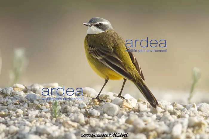 : Spanish Wagtail on field floor Galicia Spain : Spanish Wagtail on field floor Galicia Spain