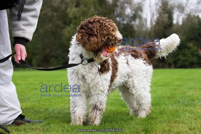  : Spanish Water dog or Perro de Agua Espanol