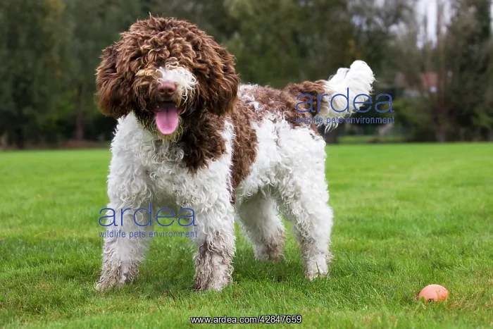  : Spanish Water dog or Perro de Agua Espanol